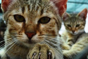 Экскурсия в экопарк Беремицкое: Музей диких котов